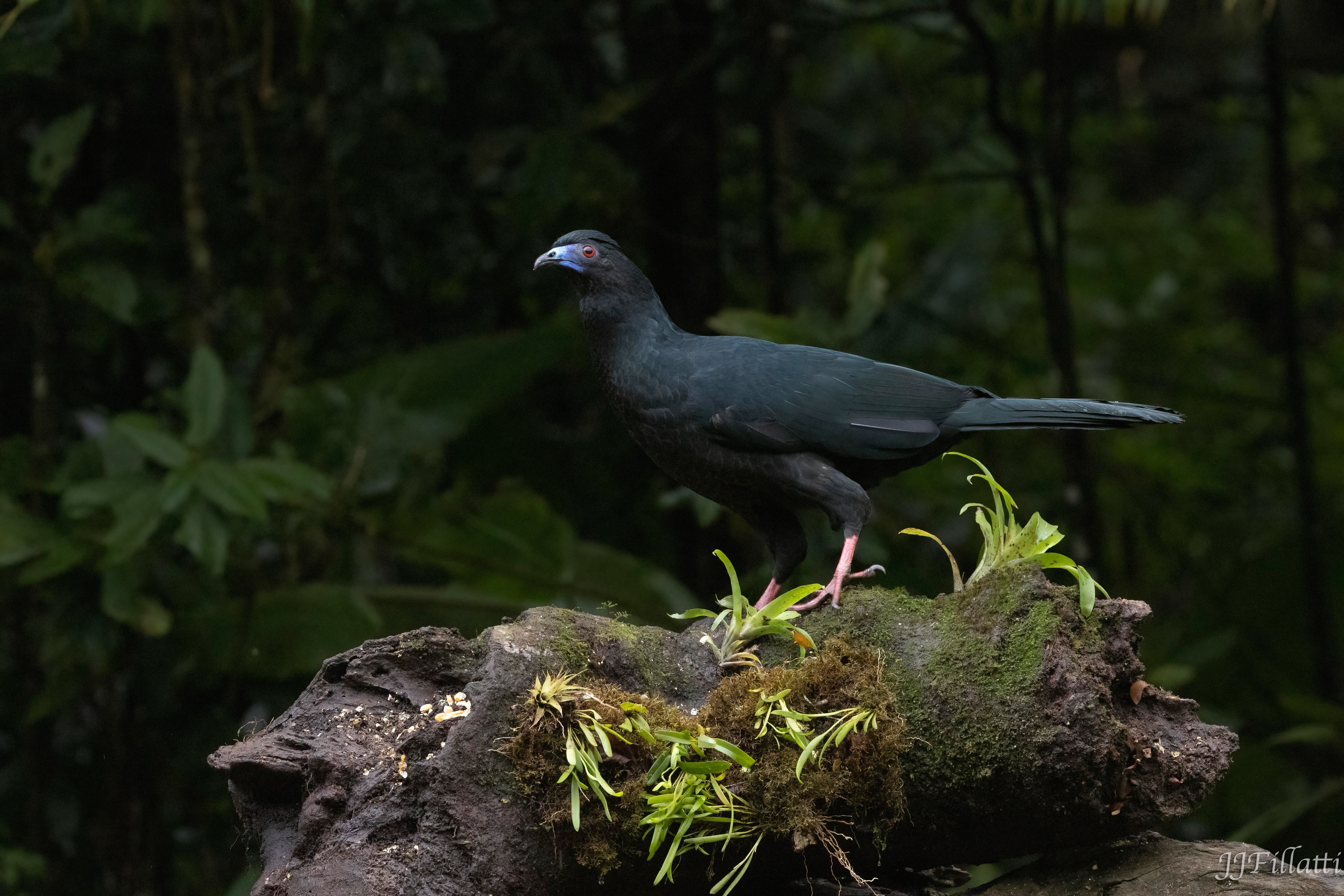 bird of Costa Rica image 30